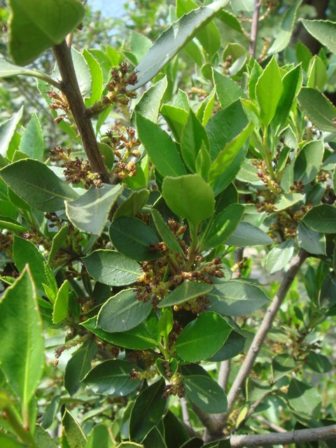 Rhamnus alaternus fleur P1A (2)